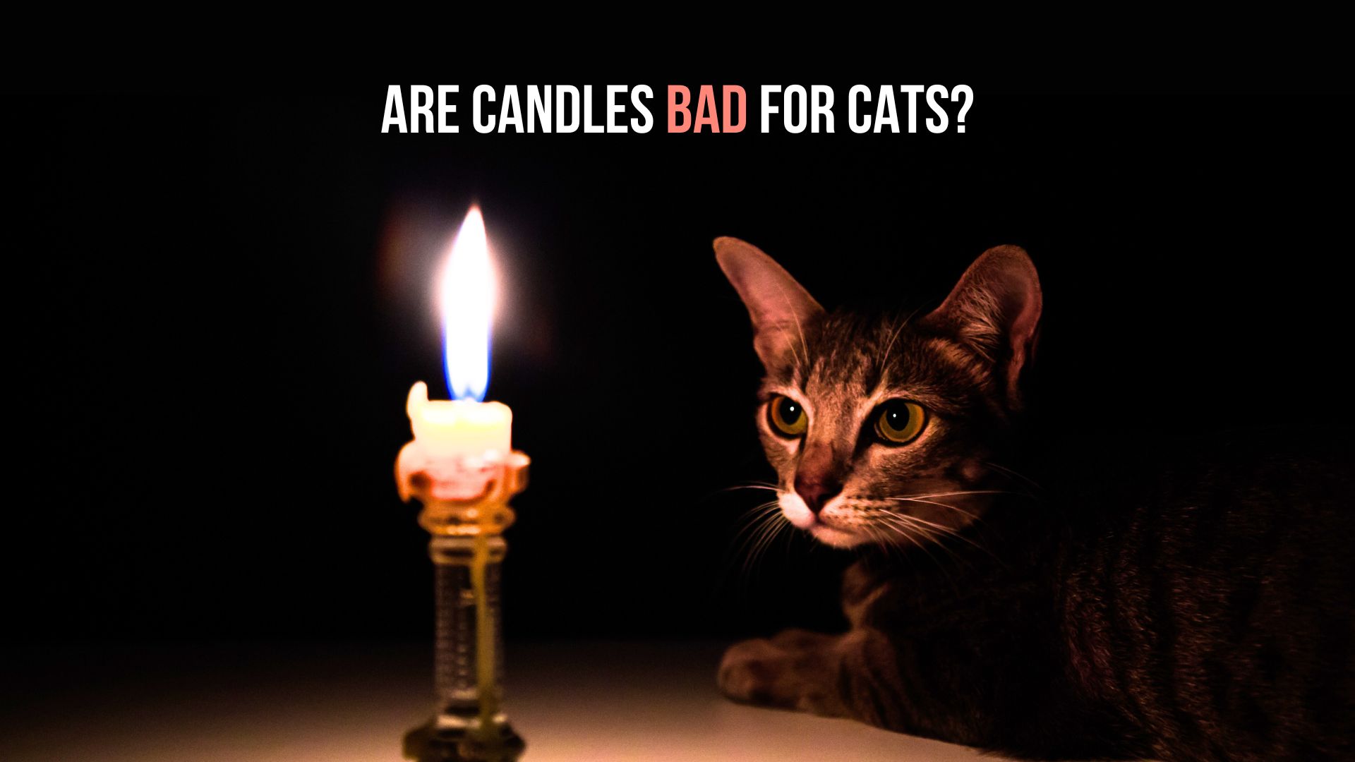 cat looking at a candle