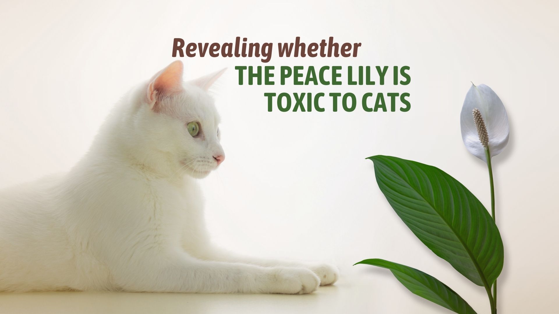 is peace lily toxic to cat