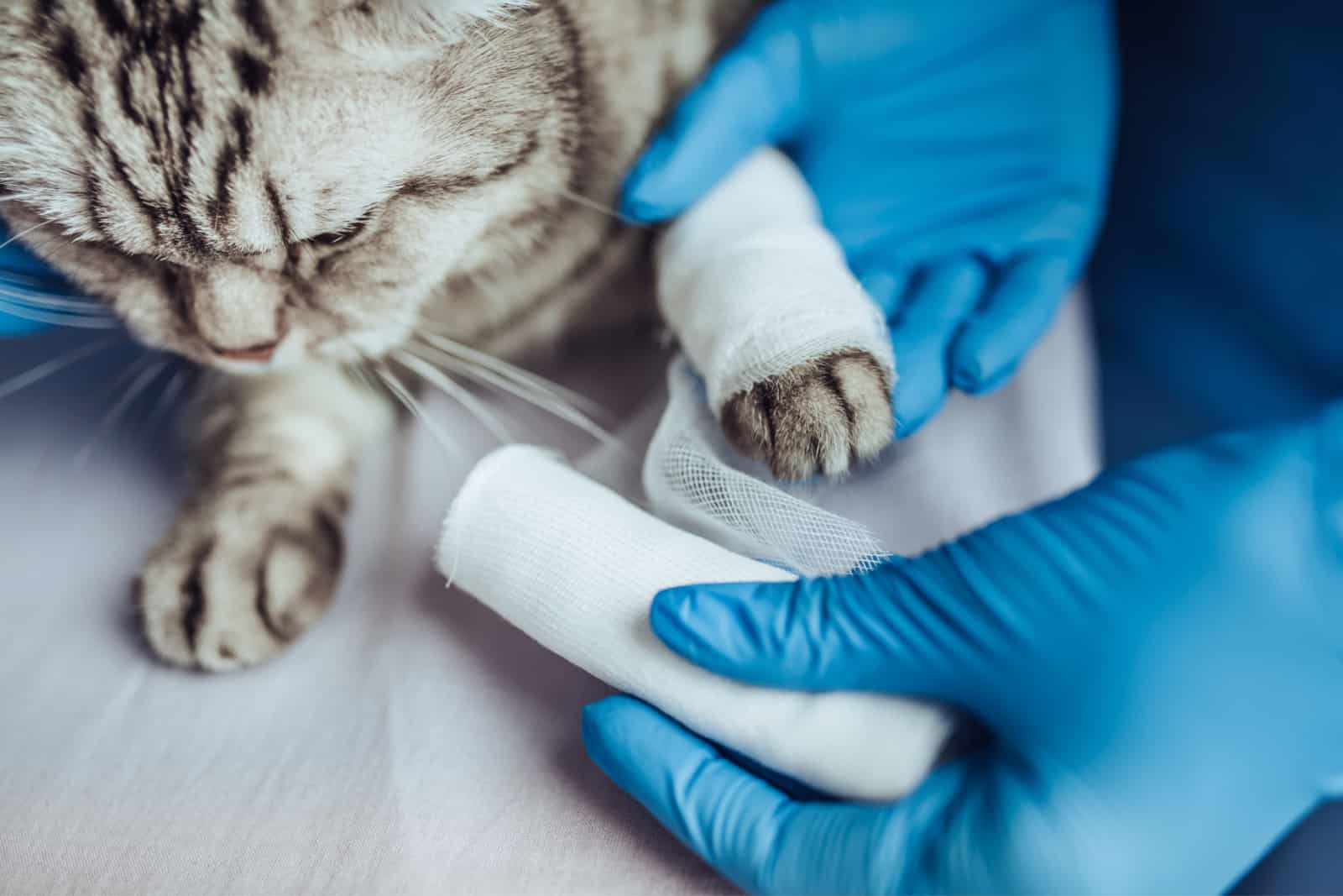 Rewinding cat's paw by bandage.