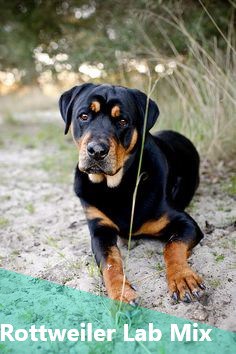 Rottweiler Lab Mix also known as Rottador