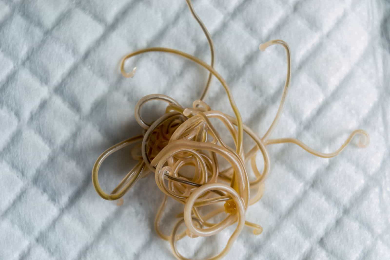 Roundworms from a cat