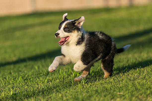 Running Australian Shepherd Blue Heeler Mix