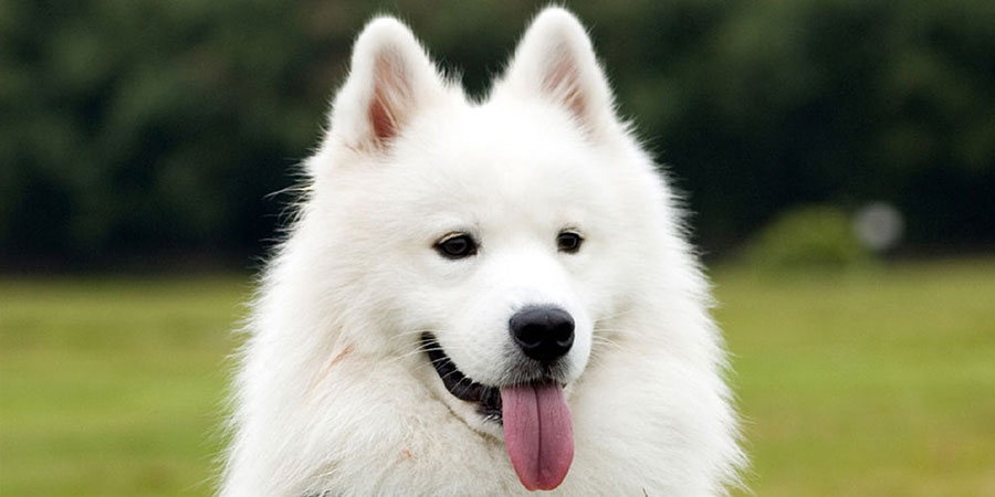 Samoyed