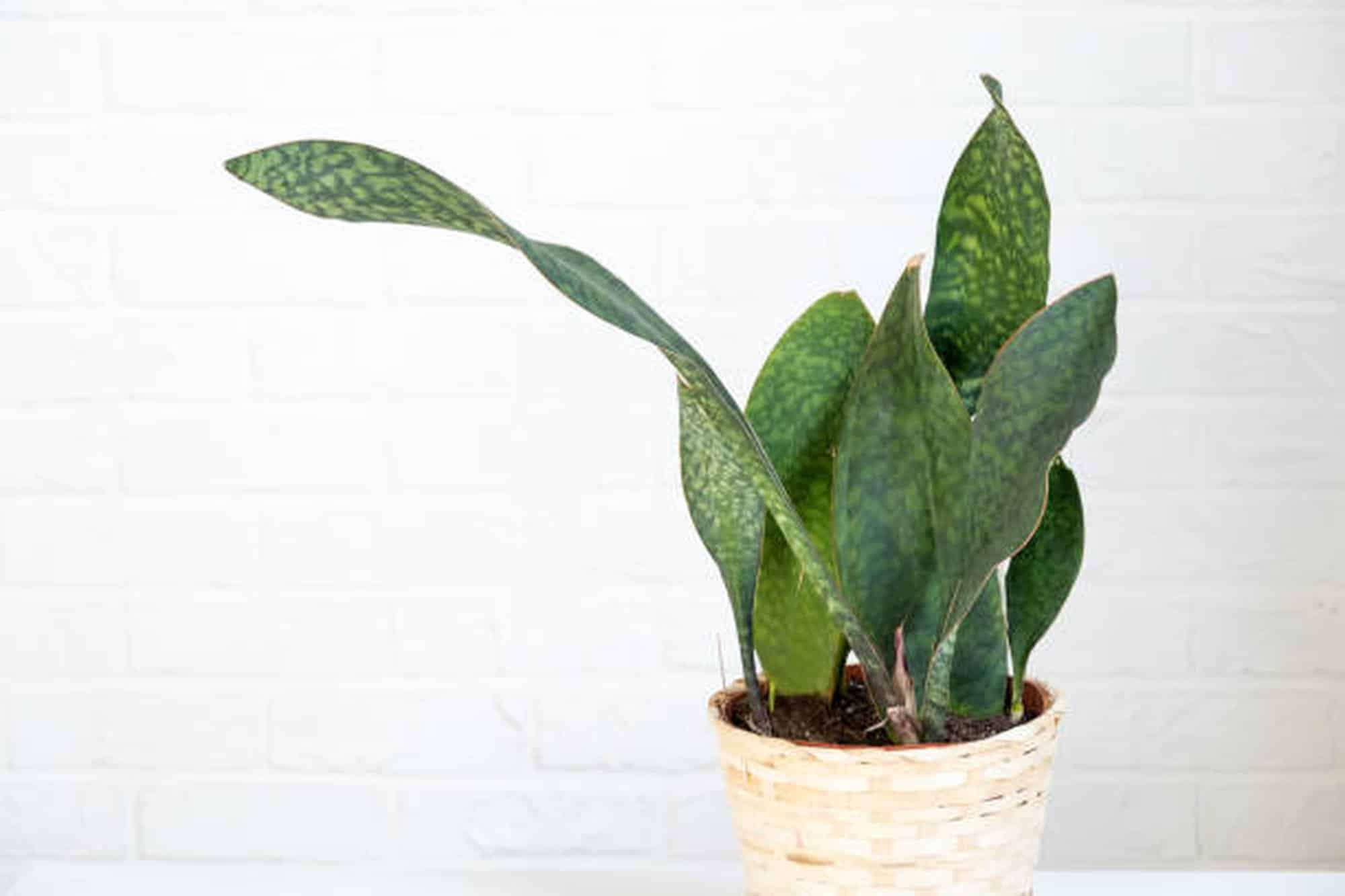 Whale Fin Sansevieria