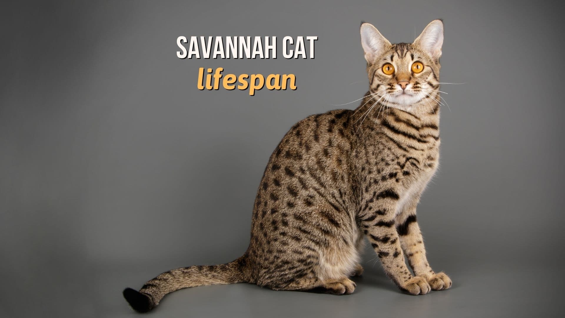 Savannah Cat Lifespan