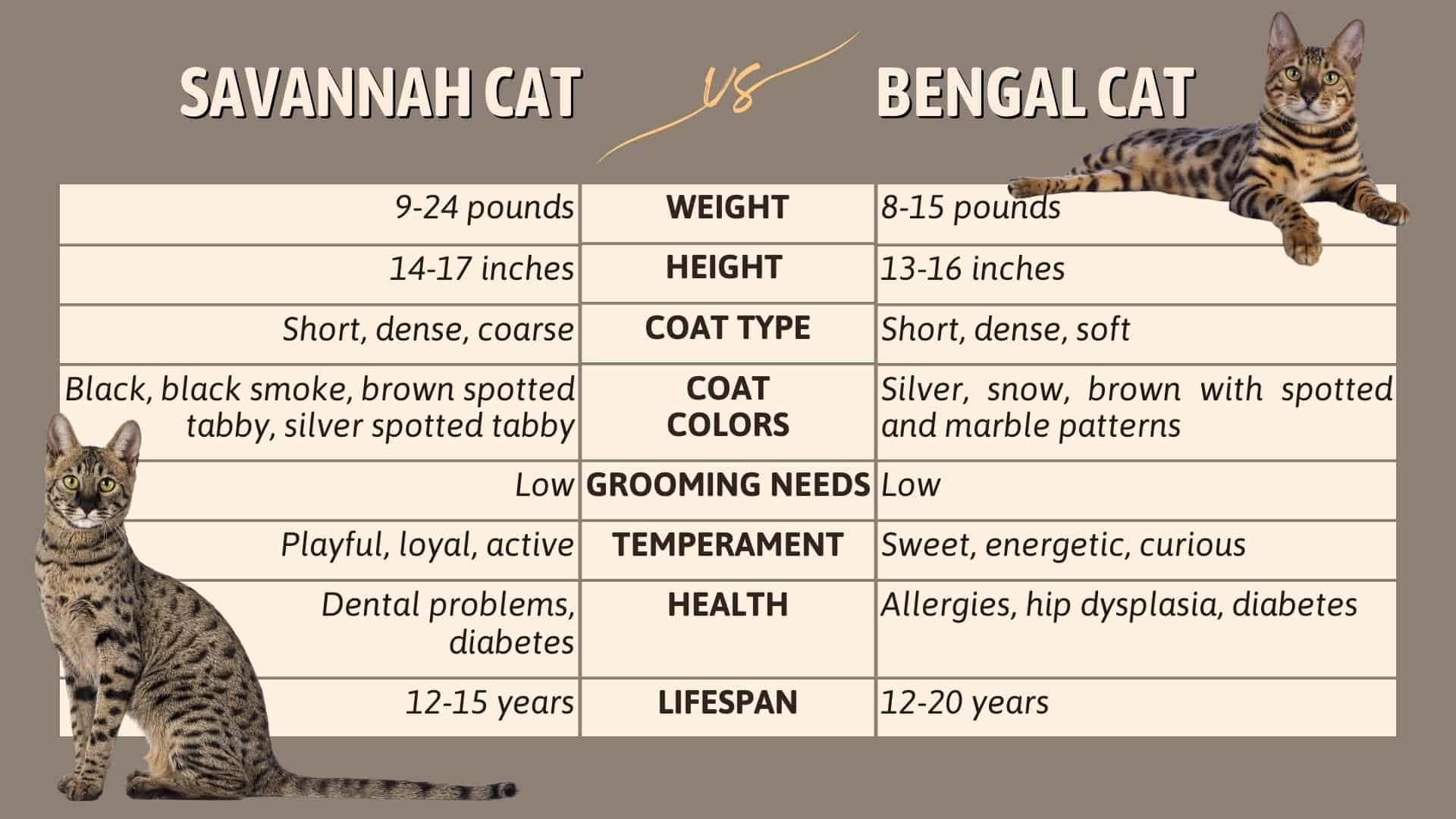 savannah cat vs bengal cat