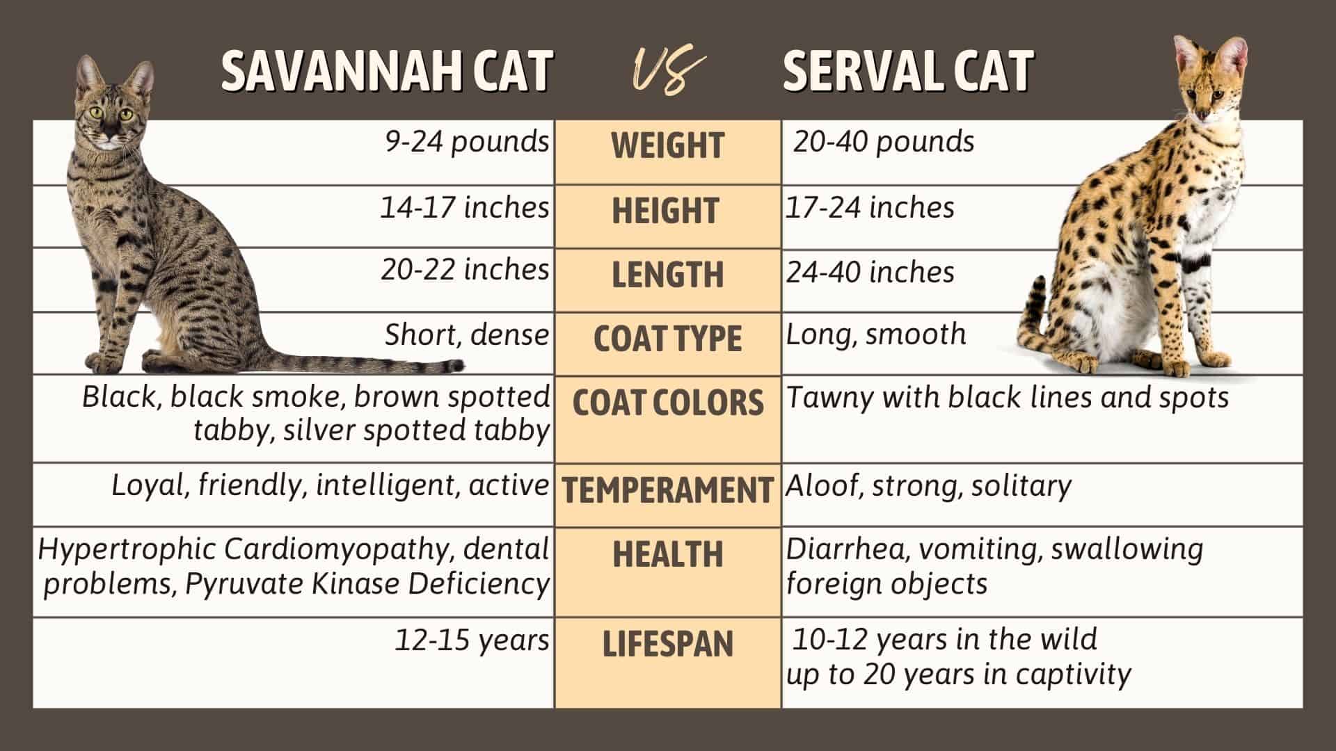 savannah vs serval cat