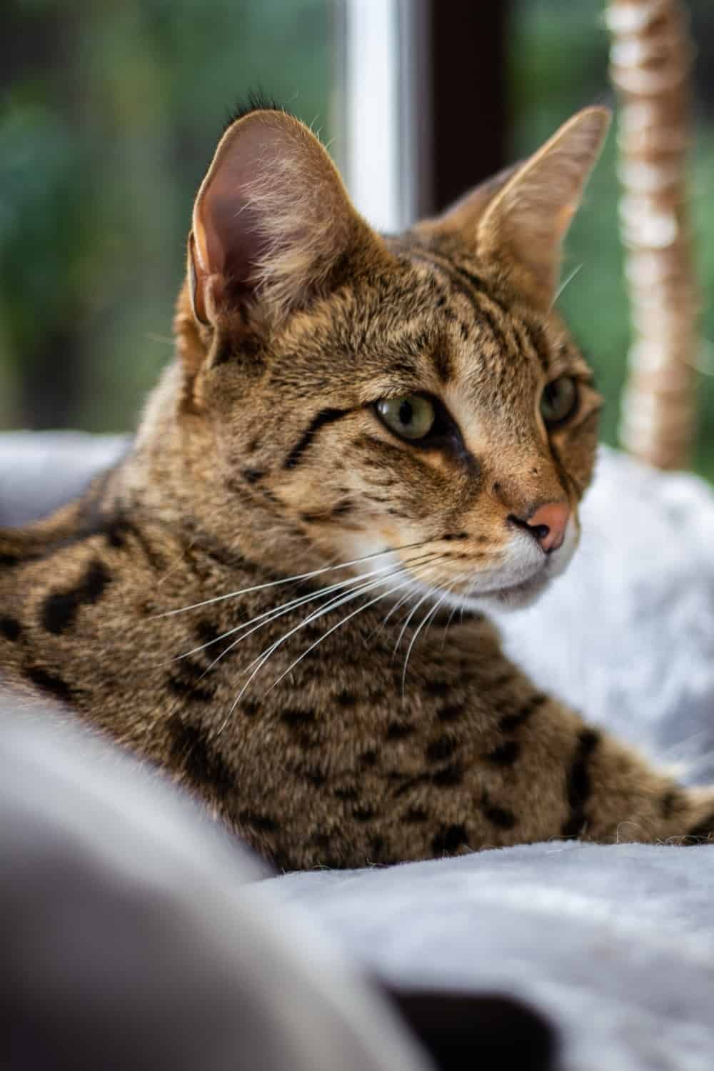 Savannah cat lies on a gray pillow in the house