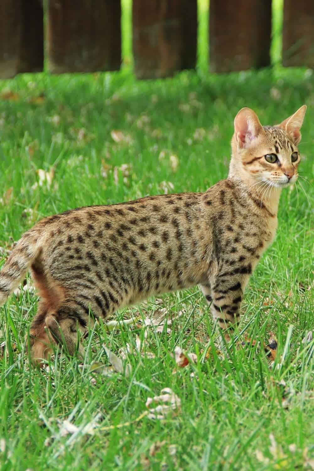 Savannah cat stands in the garden and looks around