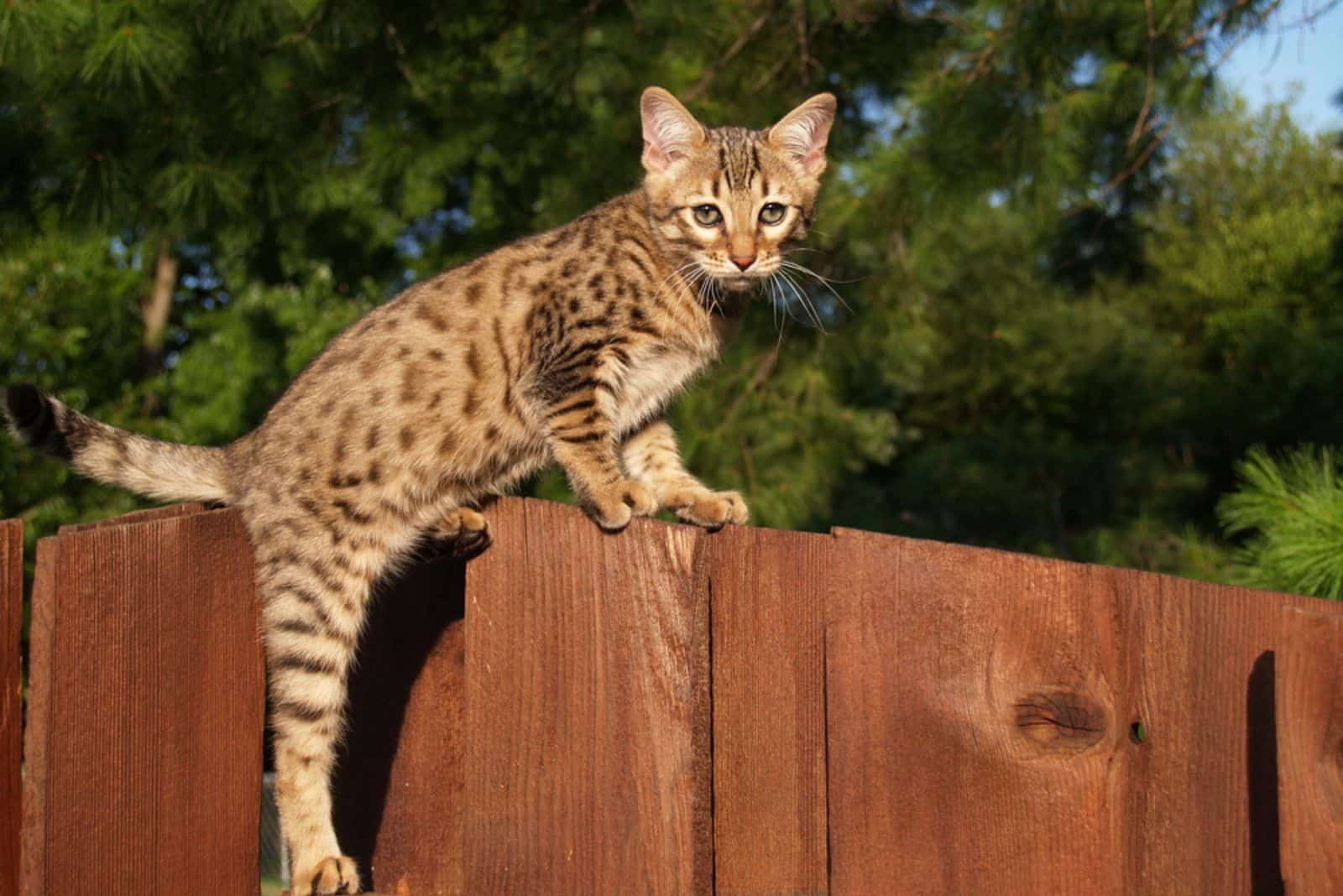 Savannah kitten climbing on a wooden fence.