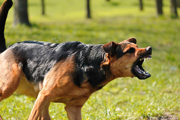 Scariest Dog Breeds