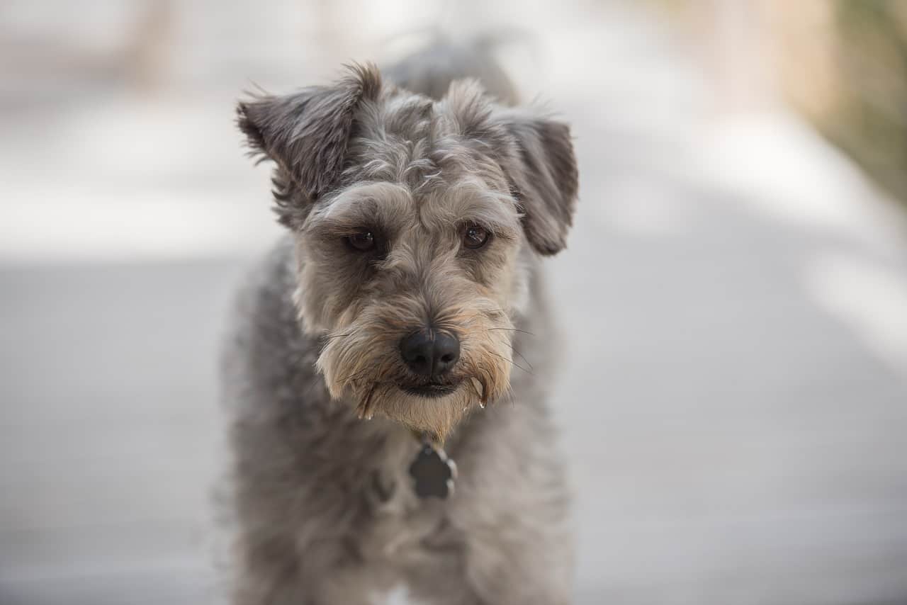 Close up of a Schnoodle