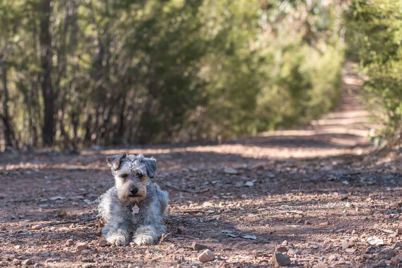 Schnoodle laying down outside