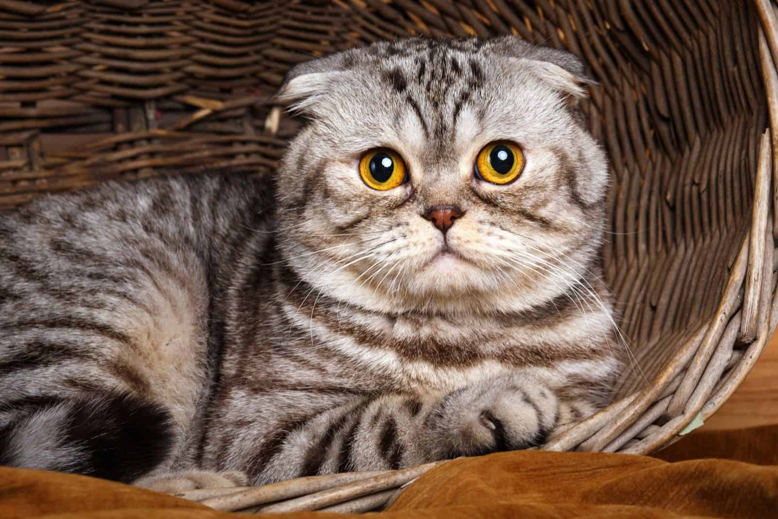 Scottish Fold cat in a basket