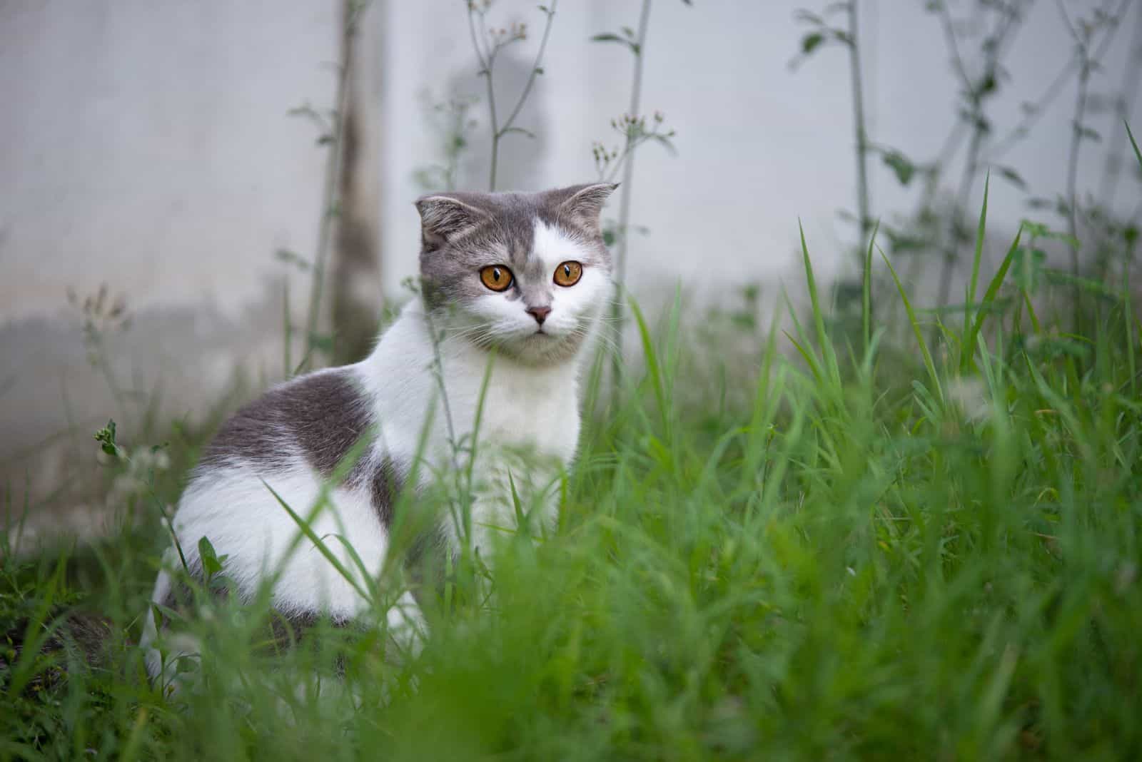 Scottish Fold cat sitting in the grass