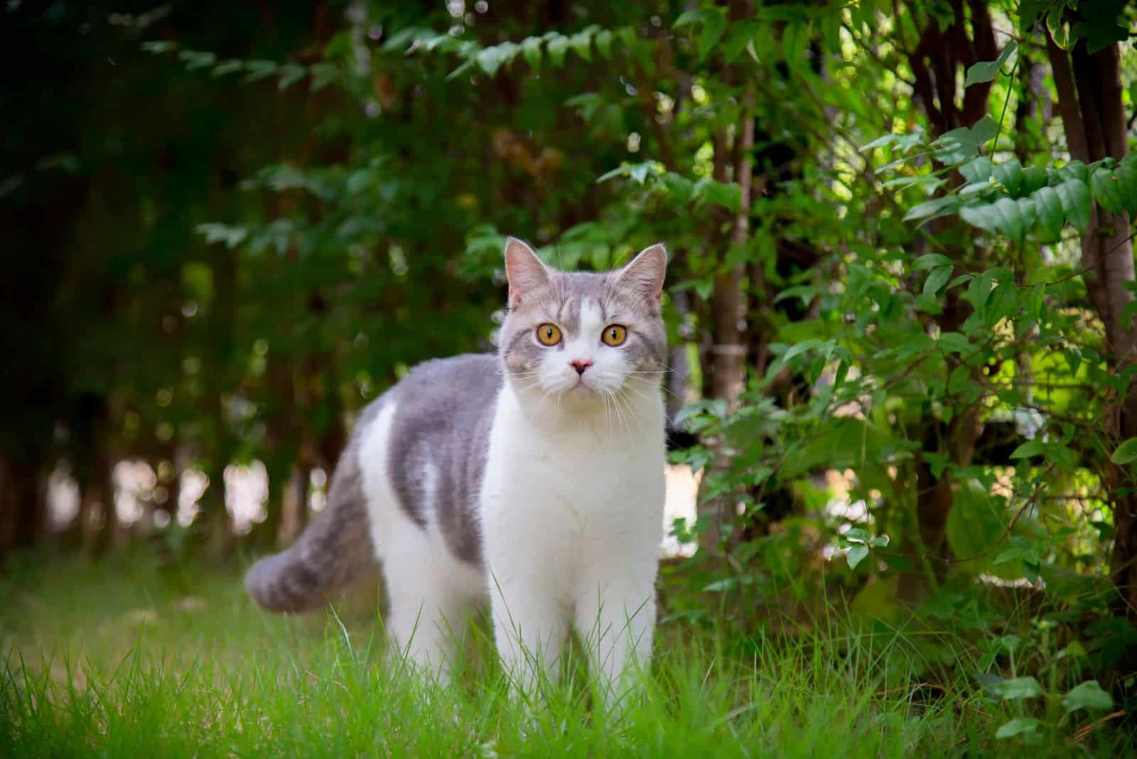 Scottish Fold is standing on the grass