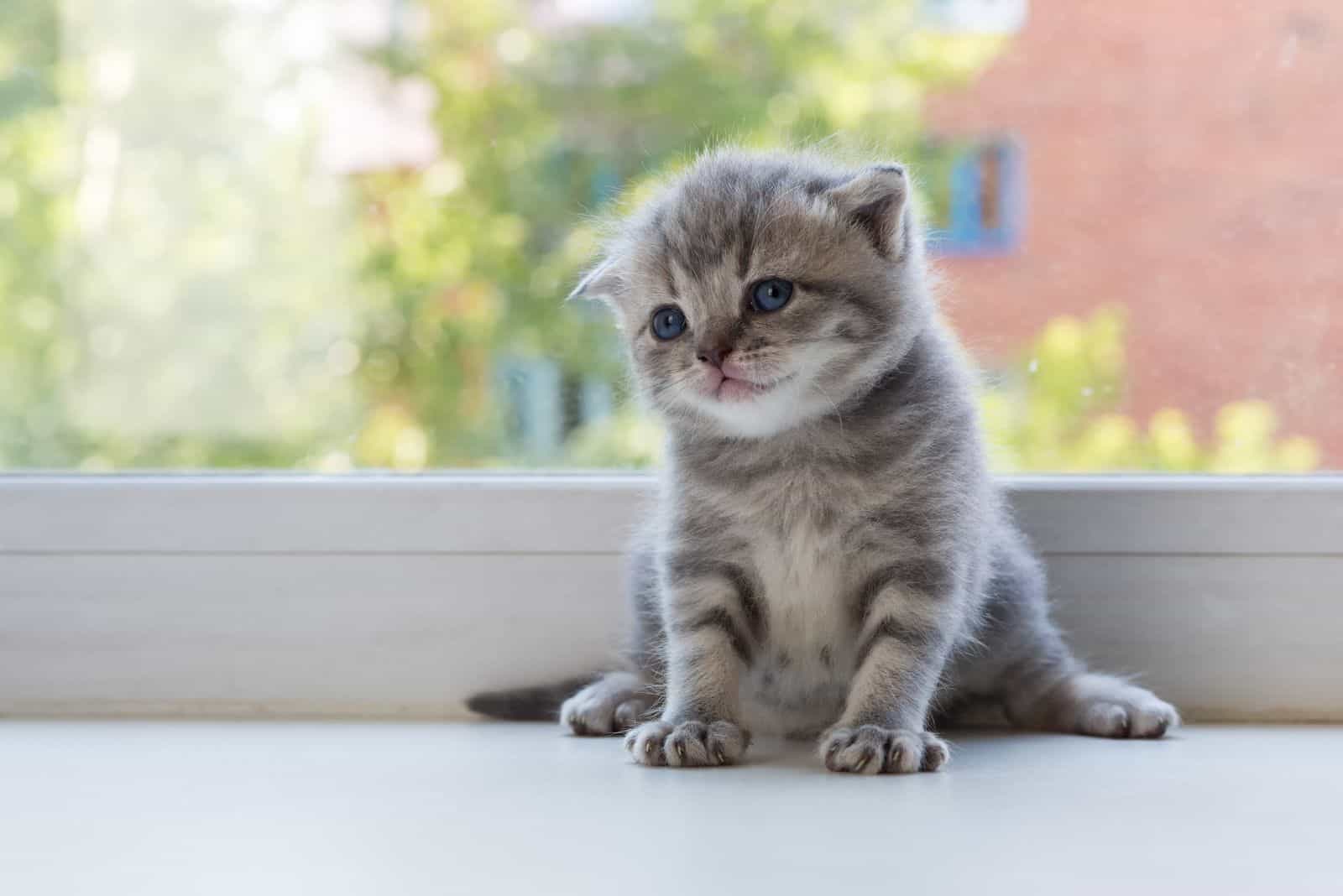 Scottish Fold kitten sitting by the window