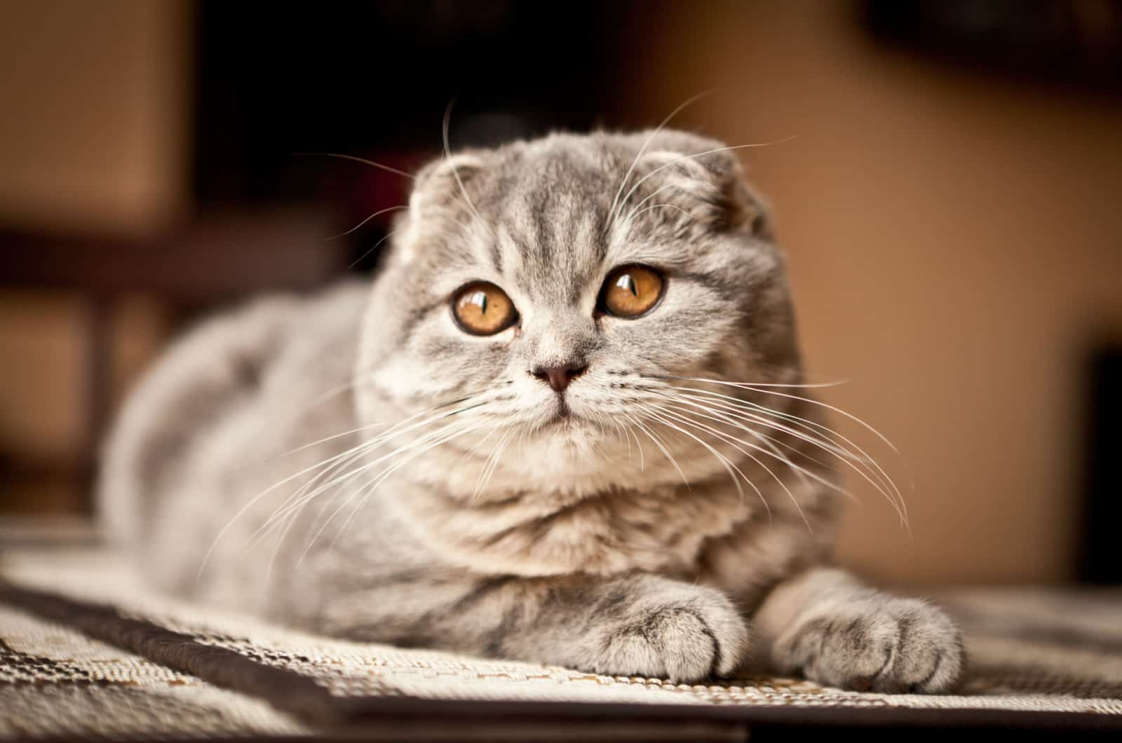 Scottish fold cat