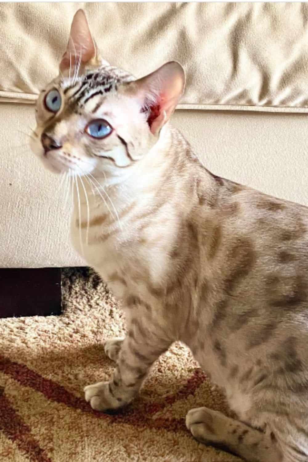 Seal Lynx Bengal cat