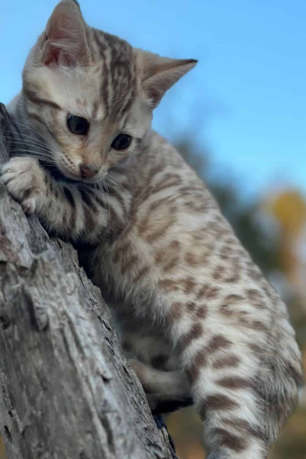 Seal Mink Bengal cat climbing a tree