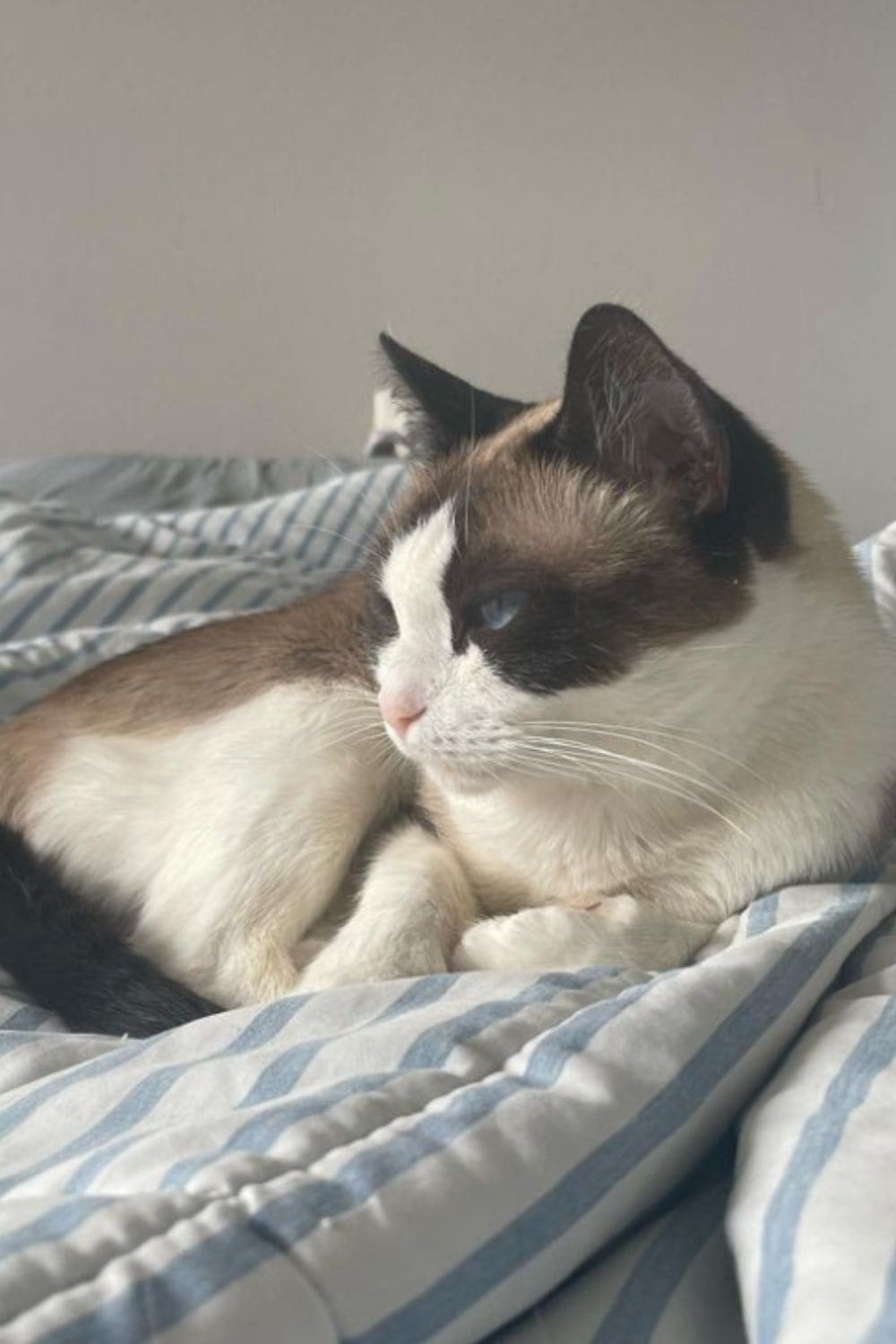 Seal Point Snowshoe cat