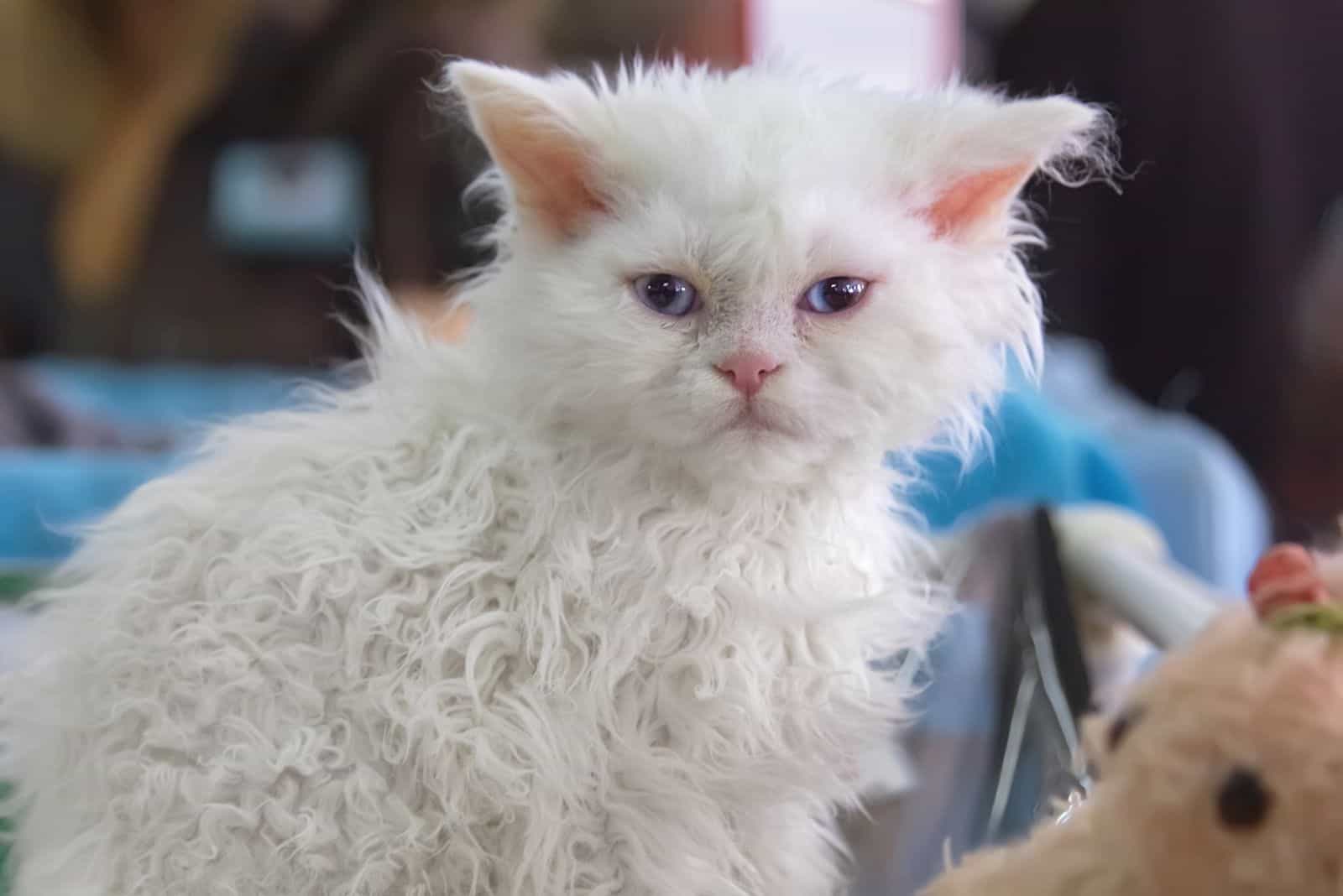 Selkirk Rex cat scowling