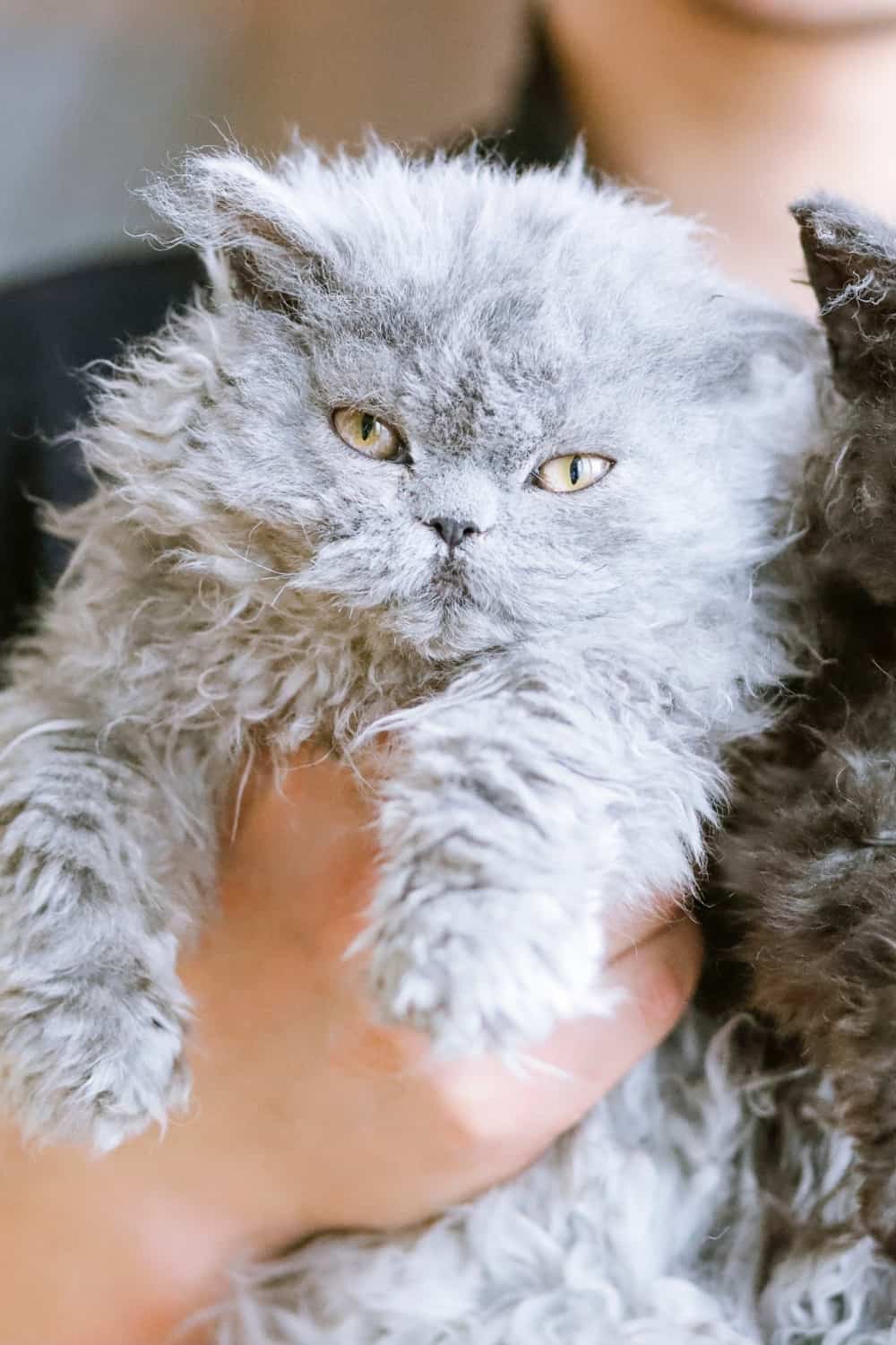 Selkirk Rex cats