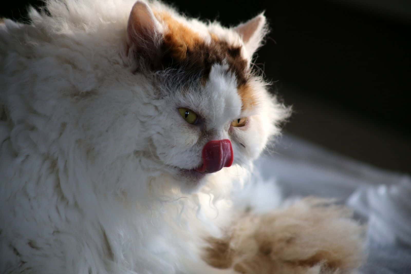 Selkirk Rex