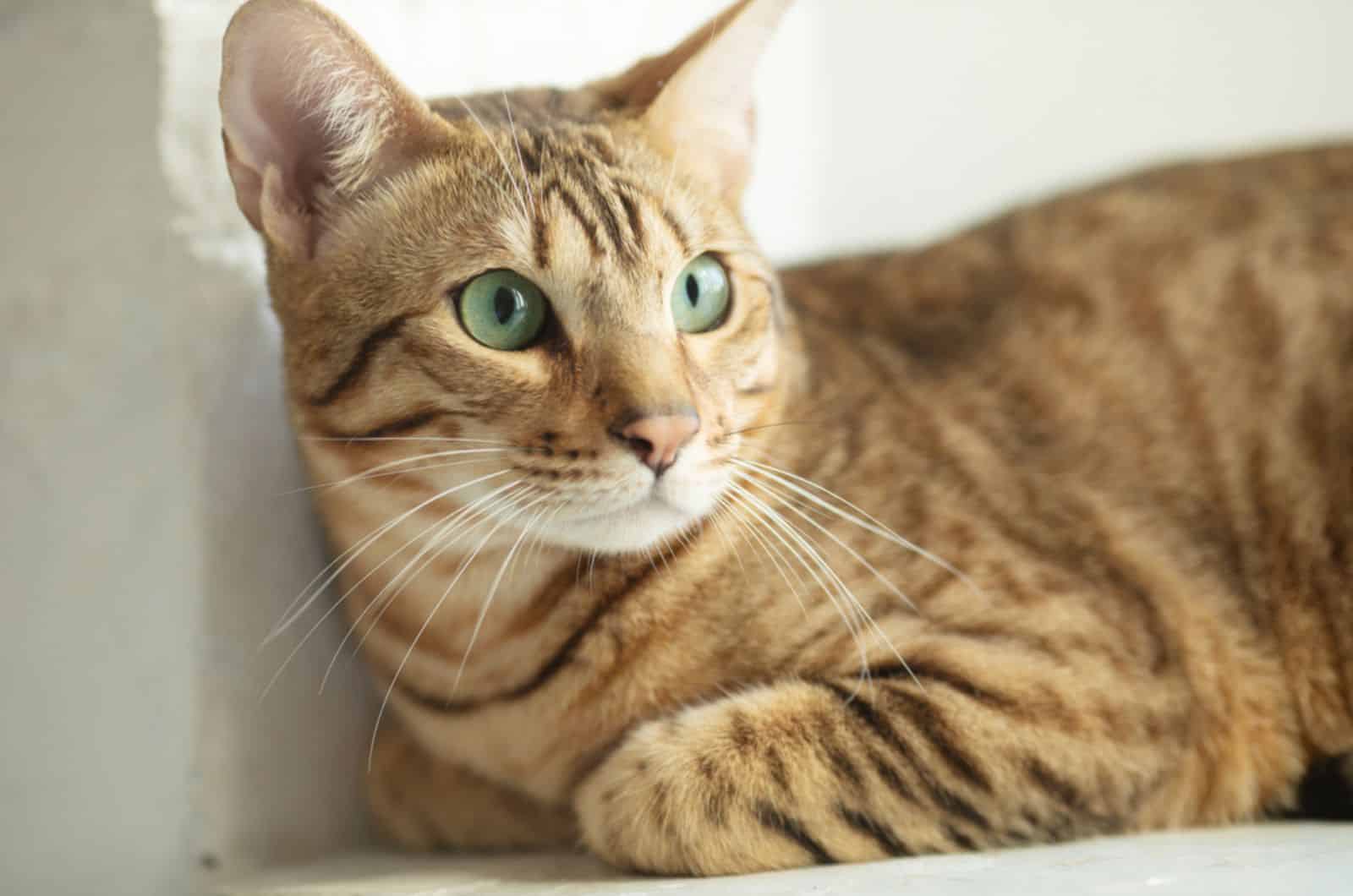 Serengeti cat on a grey background