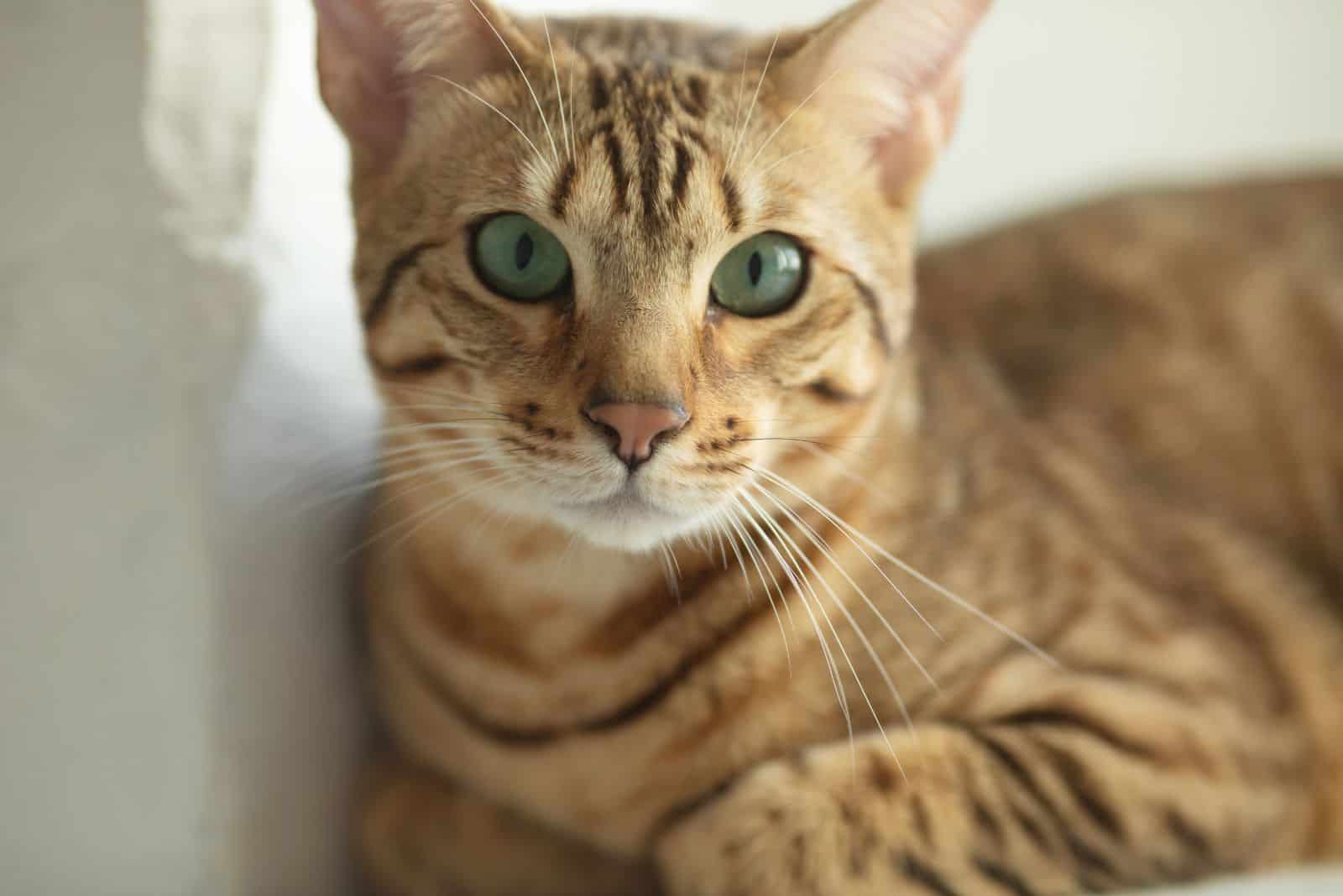 Serengeti cat sits and looks at the camera