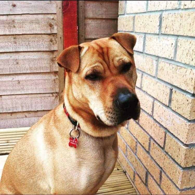 Shar Pei Lab Mix also known as Lab Pei or Sharpay Lab