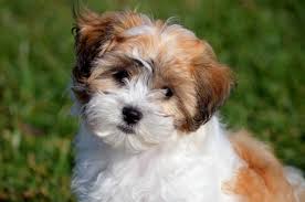 Shichon also known as Shih Tzu Bichon Frise Mix or Zuchon