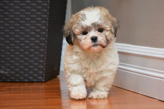 White Shichon with gray patches, walking towards the camera