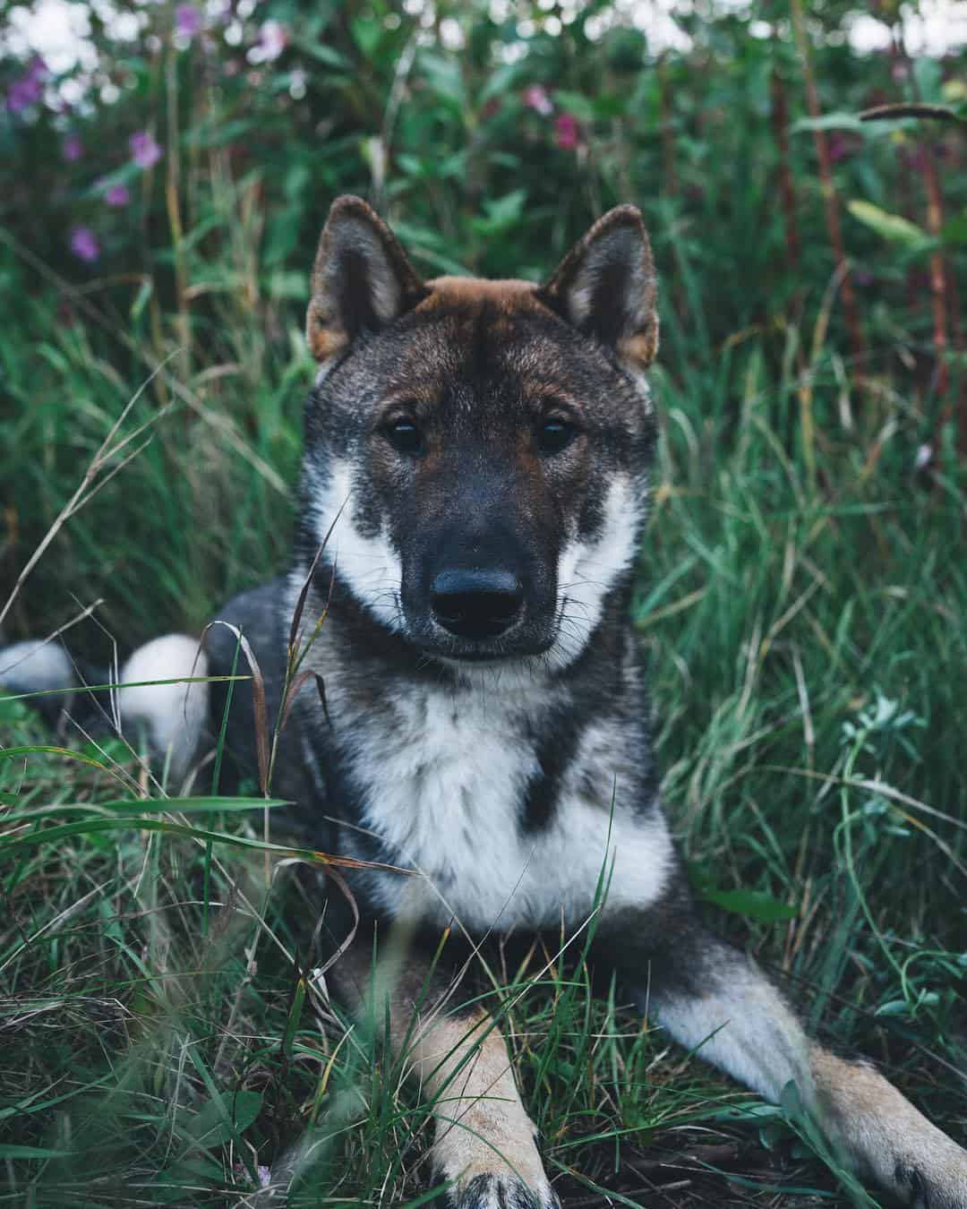 Shikoku Dog laying in the grass and looking into the camera