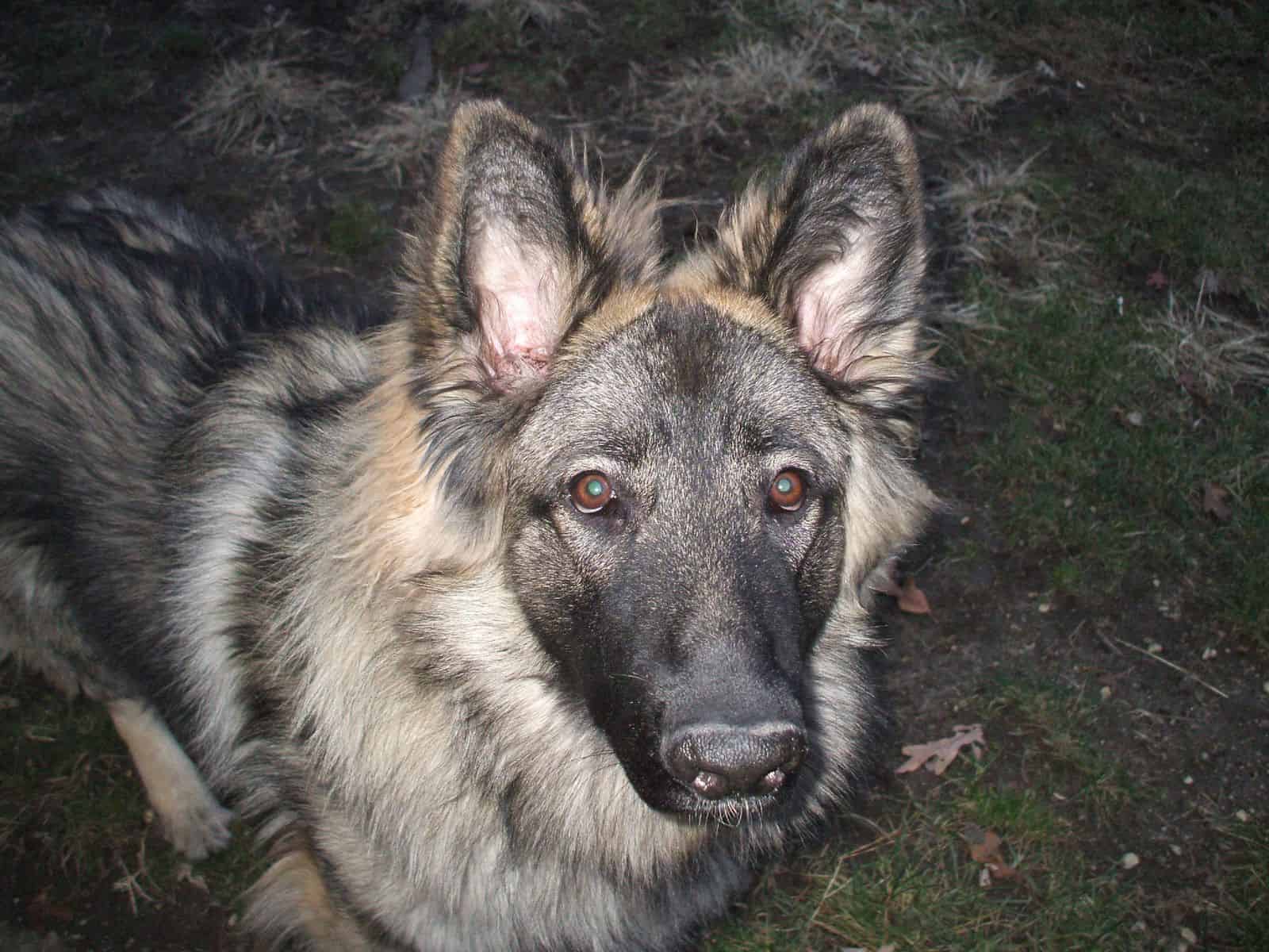 Shiloh Shepherd