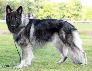 Shiloh Shepherd Dog