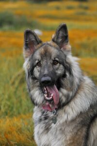 Shiloh Shepherd Dog Outdoors