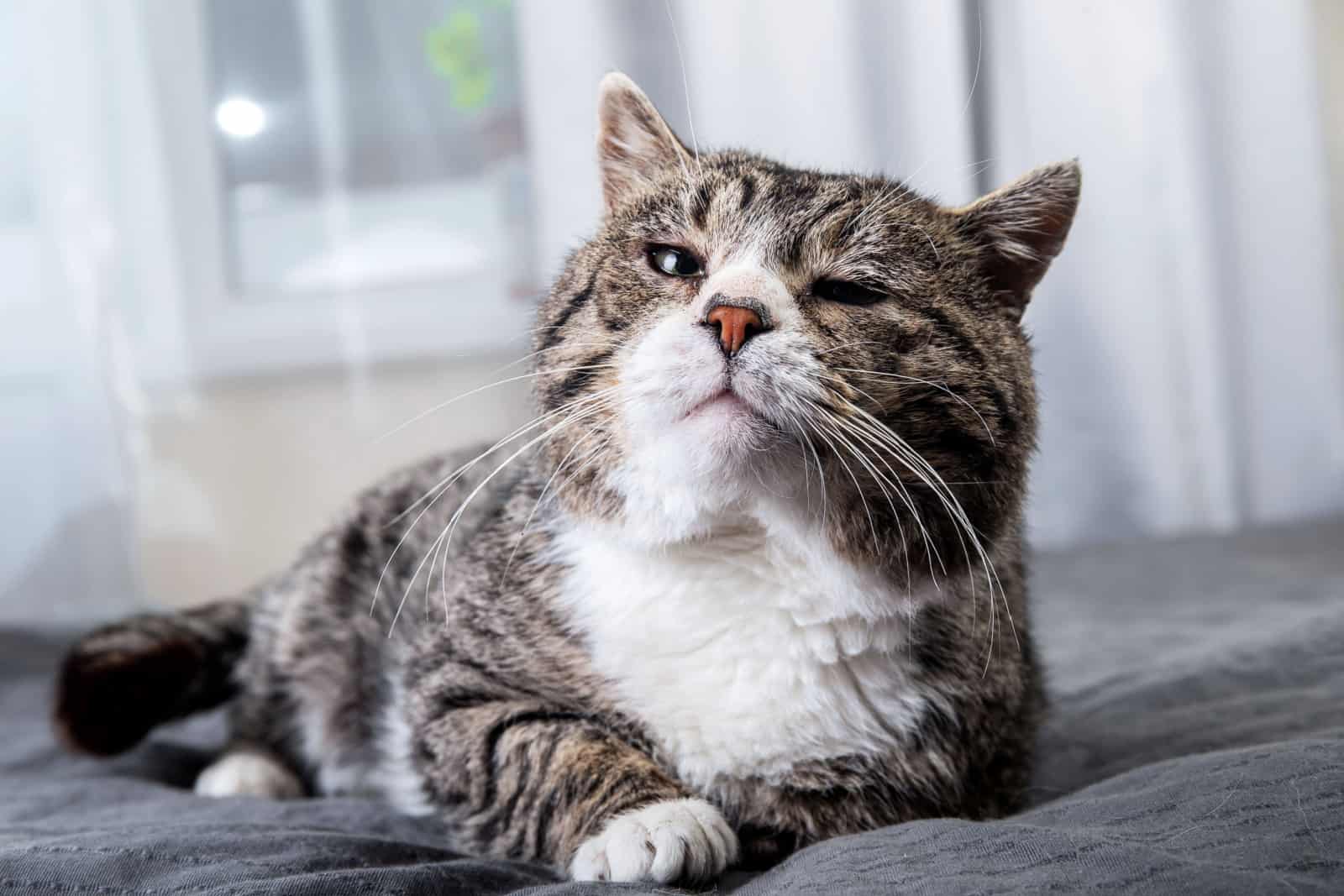 tabby and white cat feeling tired, about to die