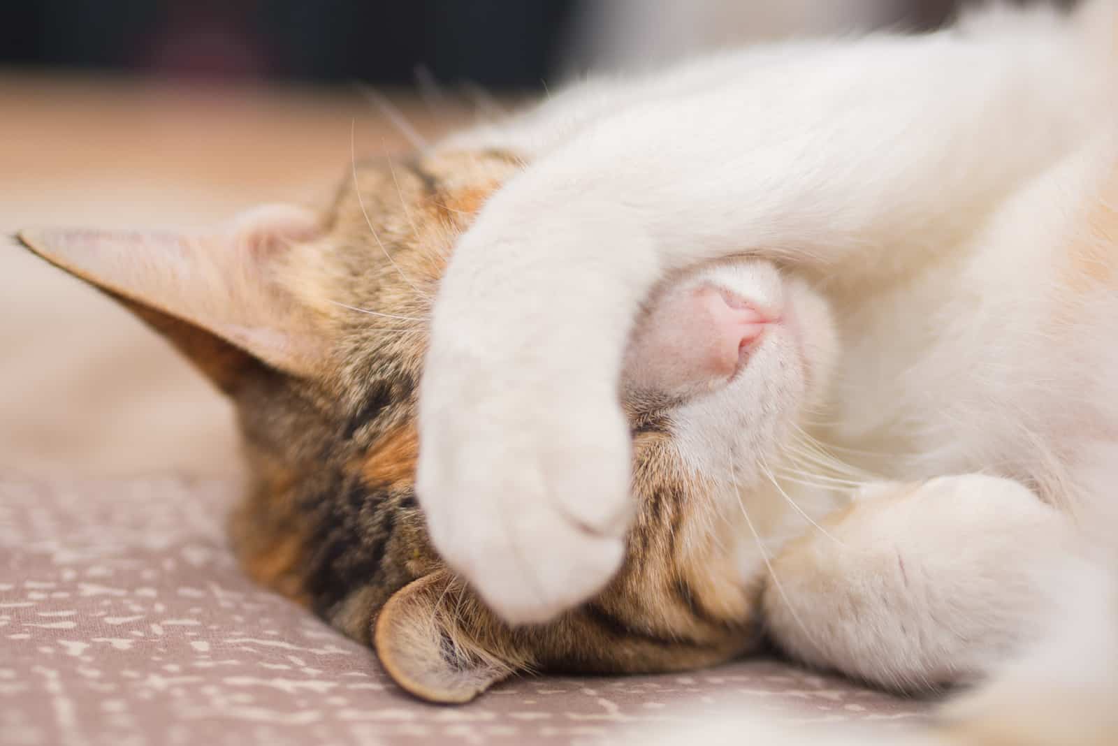 Shy Cat on Bed