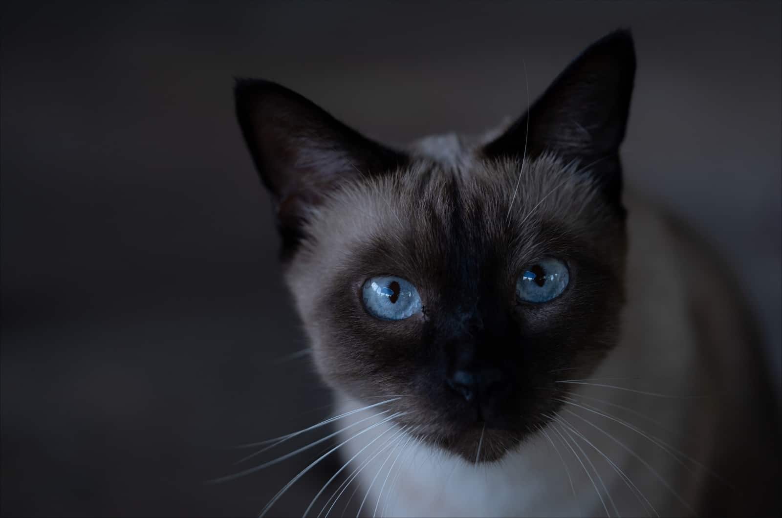 Siamese Cat looking at camera