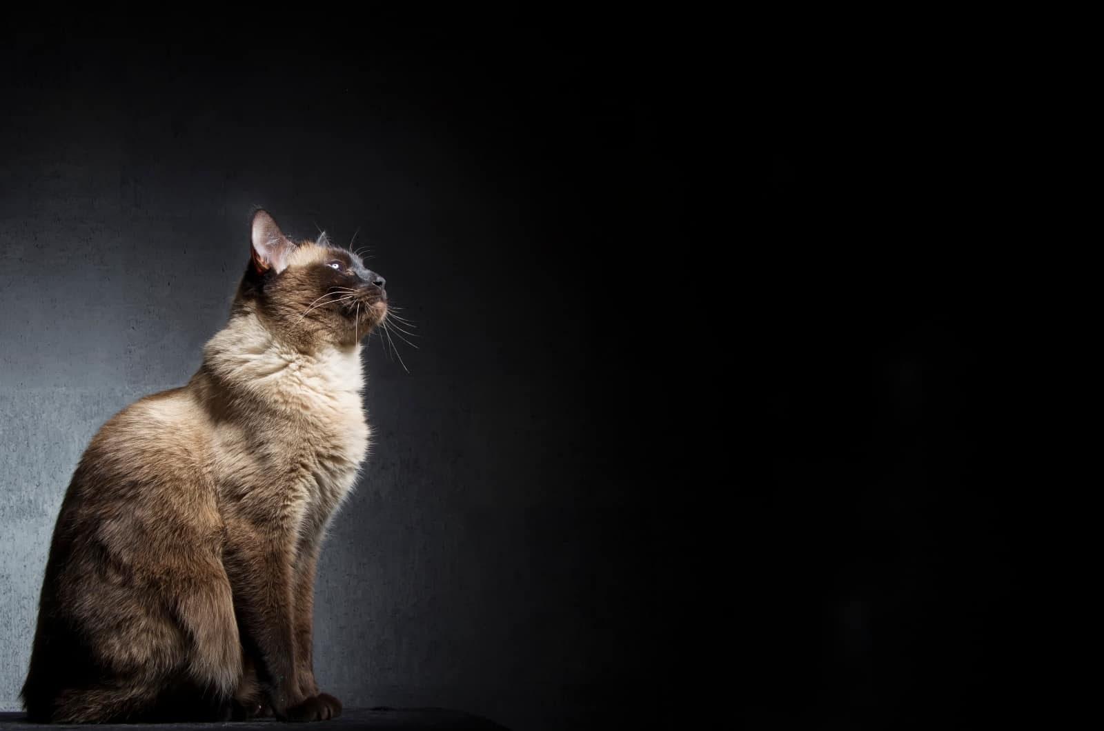 Siamese Cat posing in studio