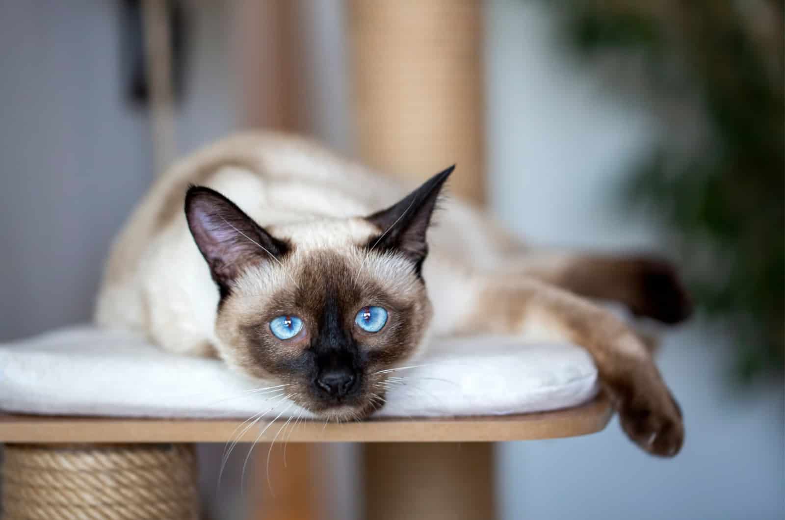 Siamese cat