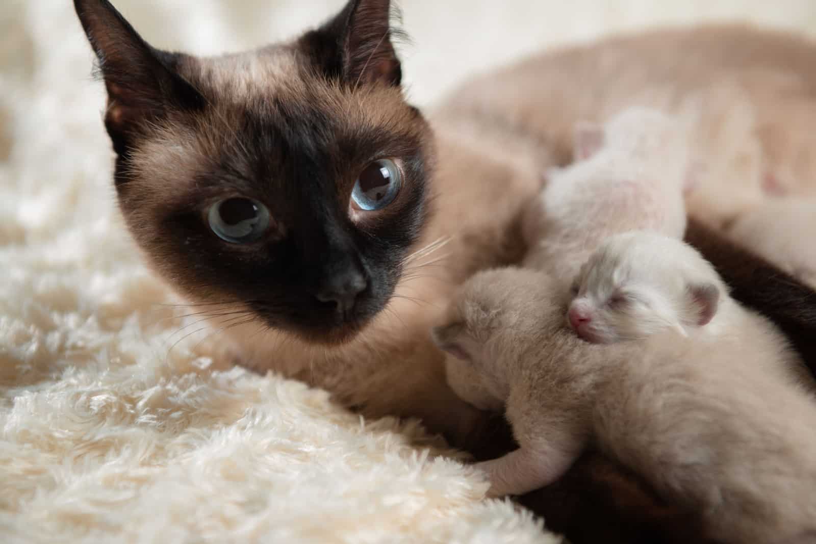 Siamese cat and newborn kittens