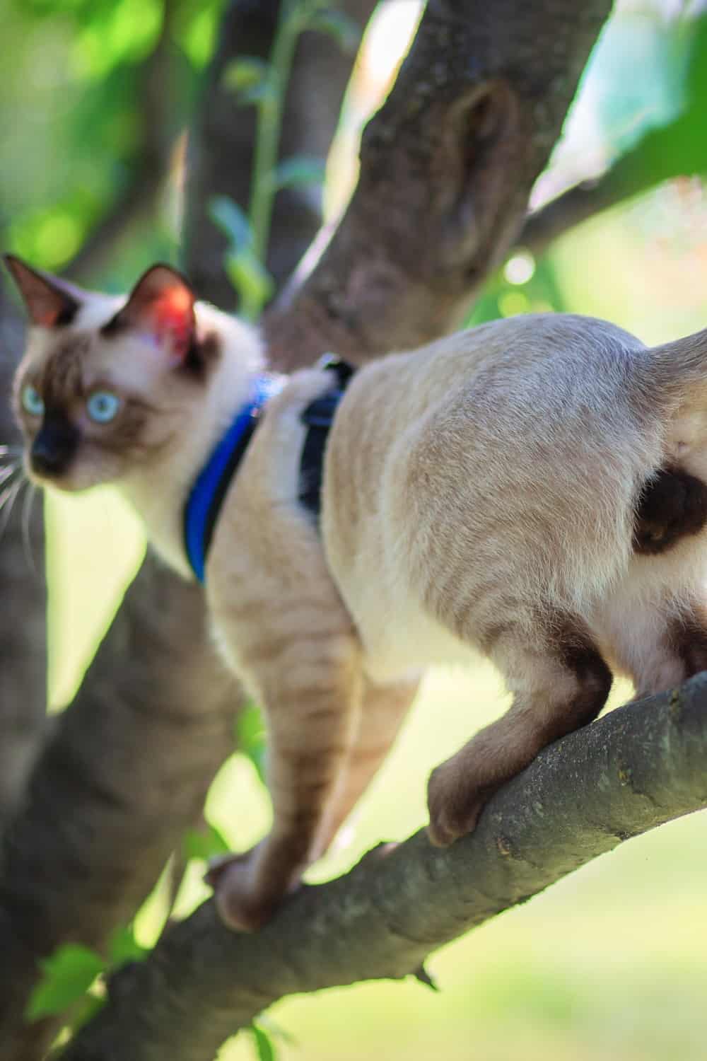 Siamese cat on tree