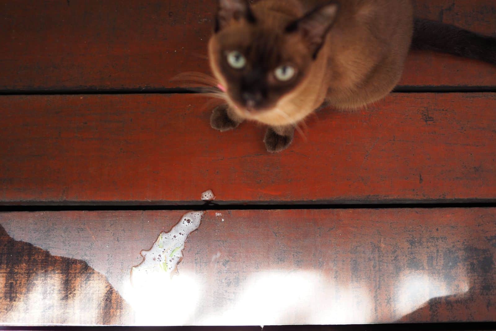 Siamese cat vomited on the wooden floor