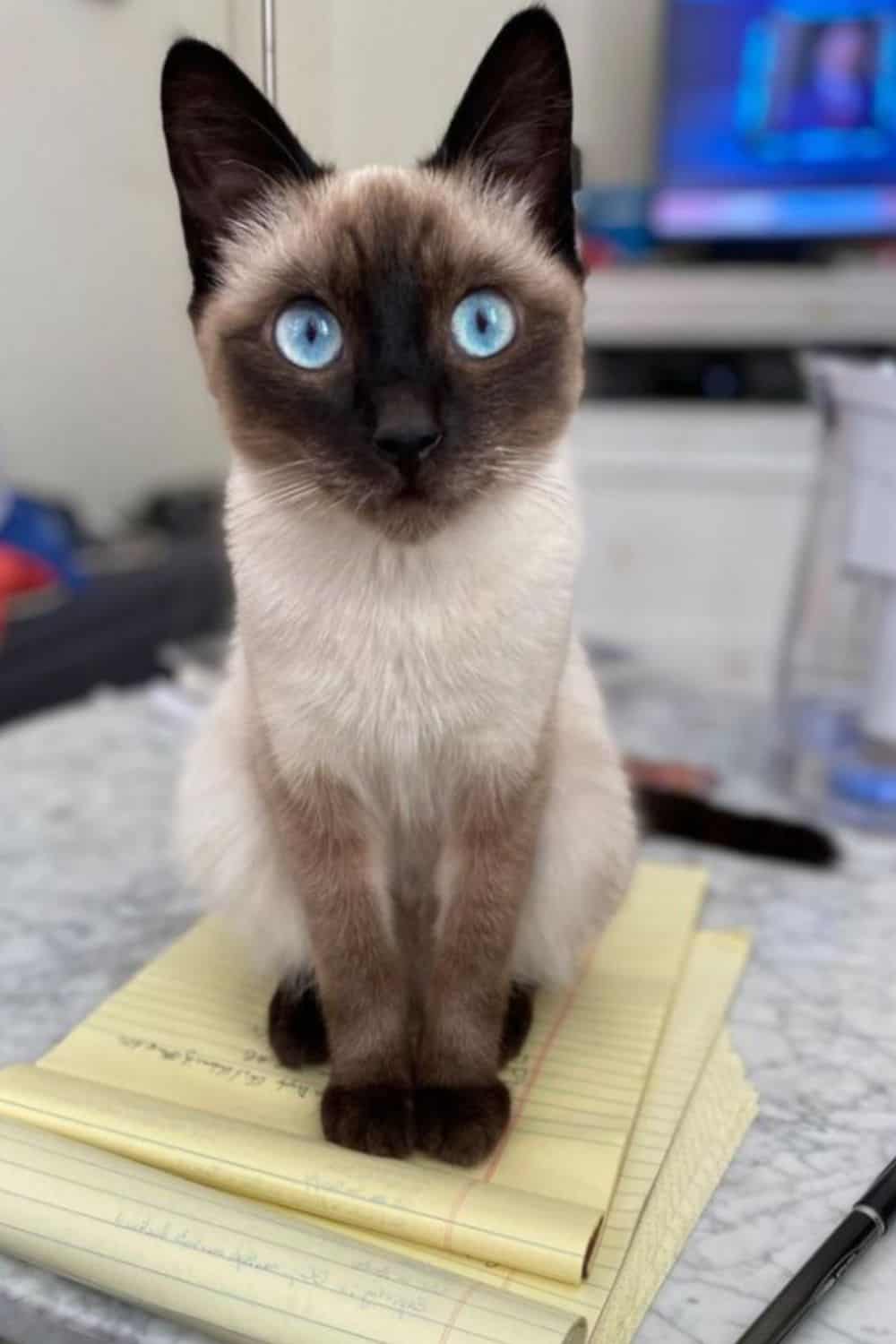 Siamese cat with large ears