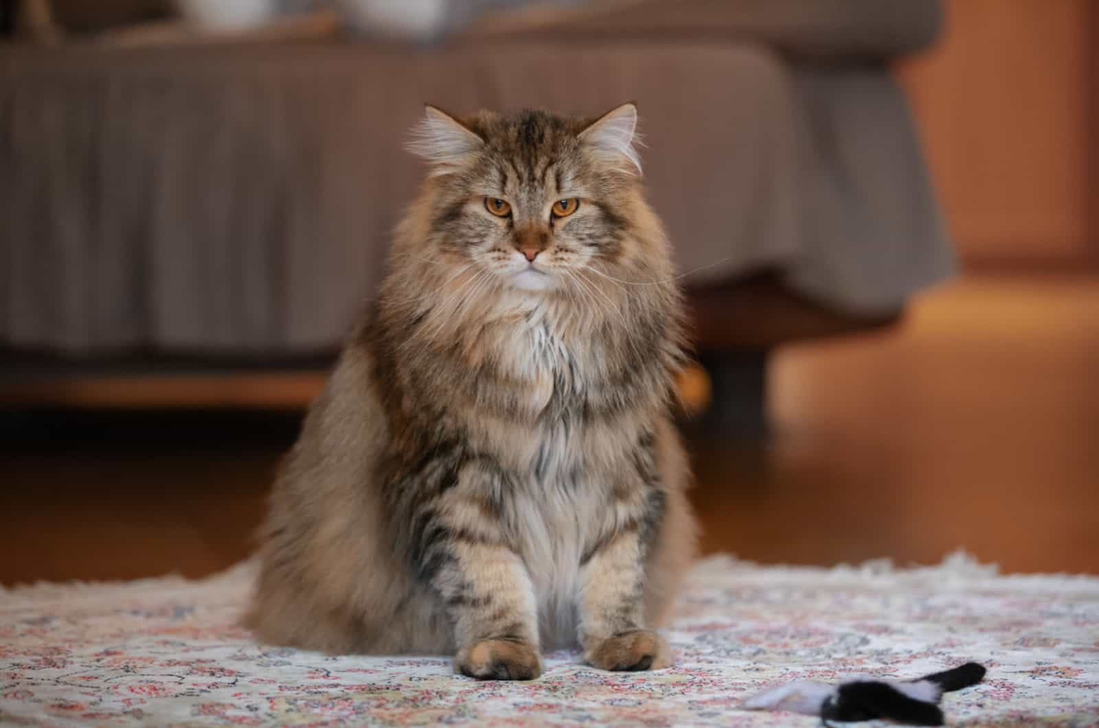 Siberian Cat Sitting On Carpet