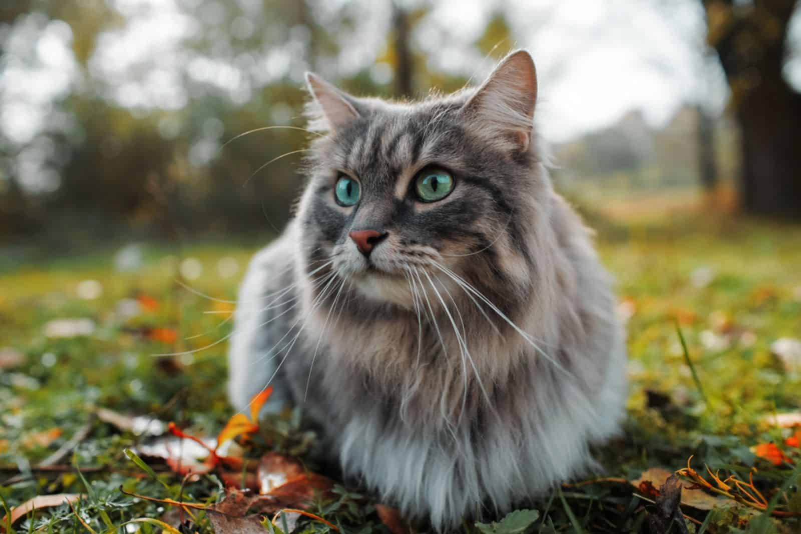 siberian cat on the leaf