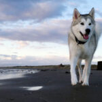 siberian-husky_2