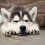 siberian-husky_3